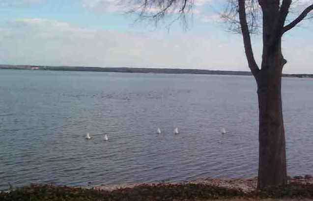 Swans Dining in the Wicomico